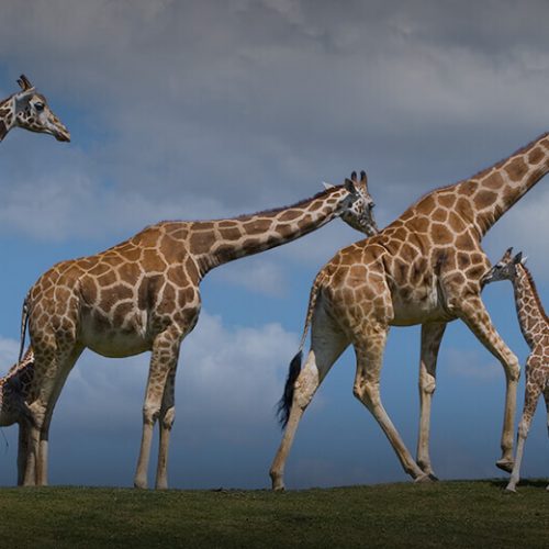hero-cam-giraffe